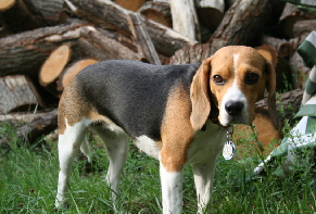 Nelli 3