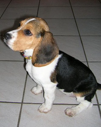 Nelly 8 Wochen